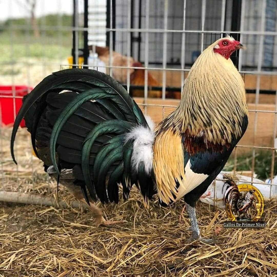 Курица Мадрид