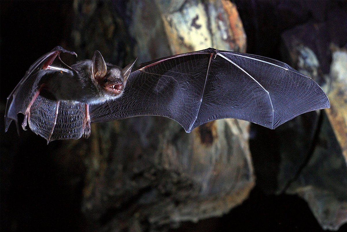 Ночница черная ведьма бабочка