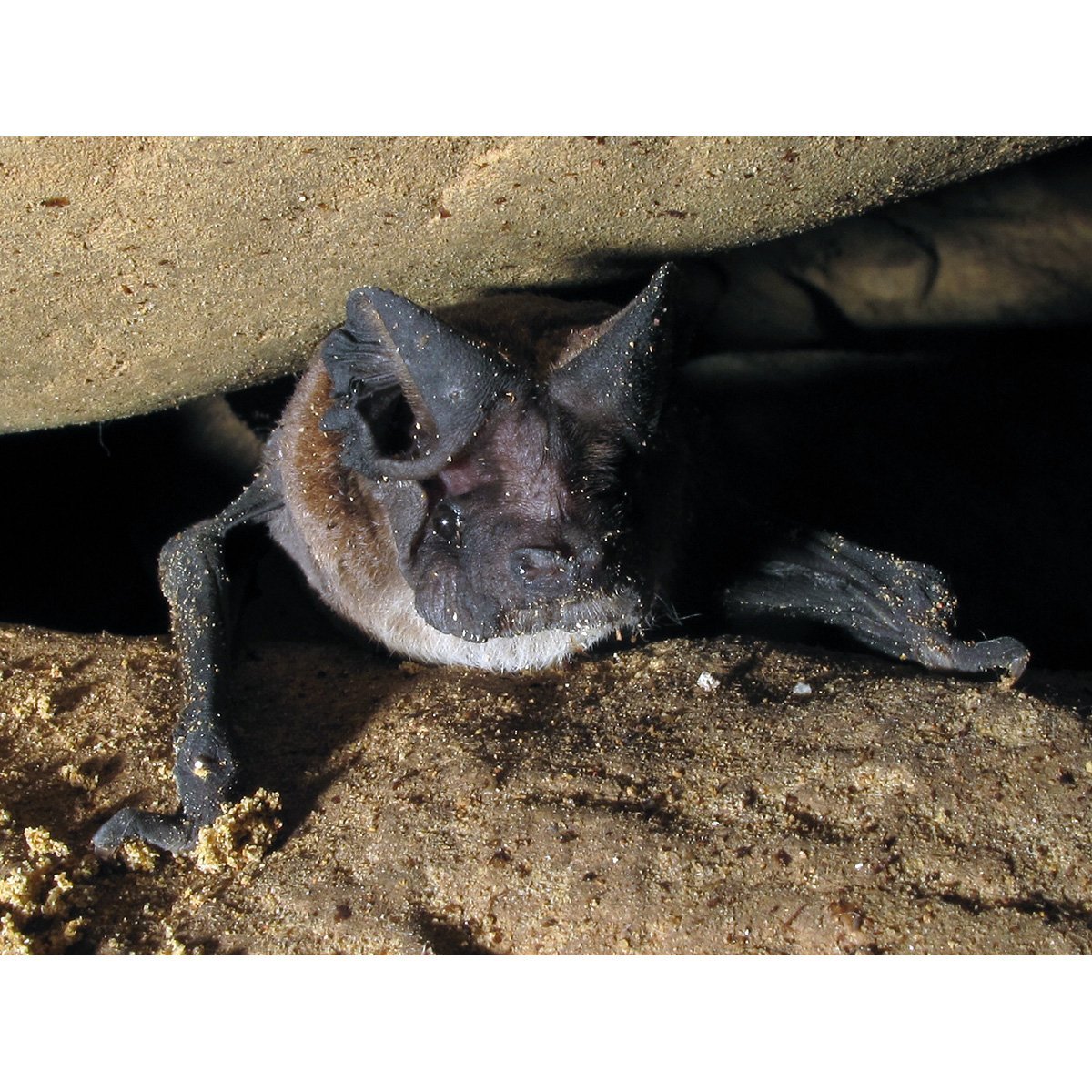 Летучая мышь Пещерная