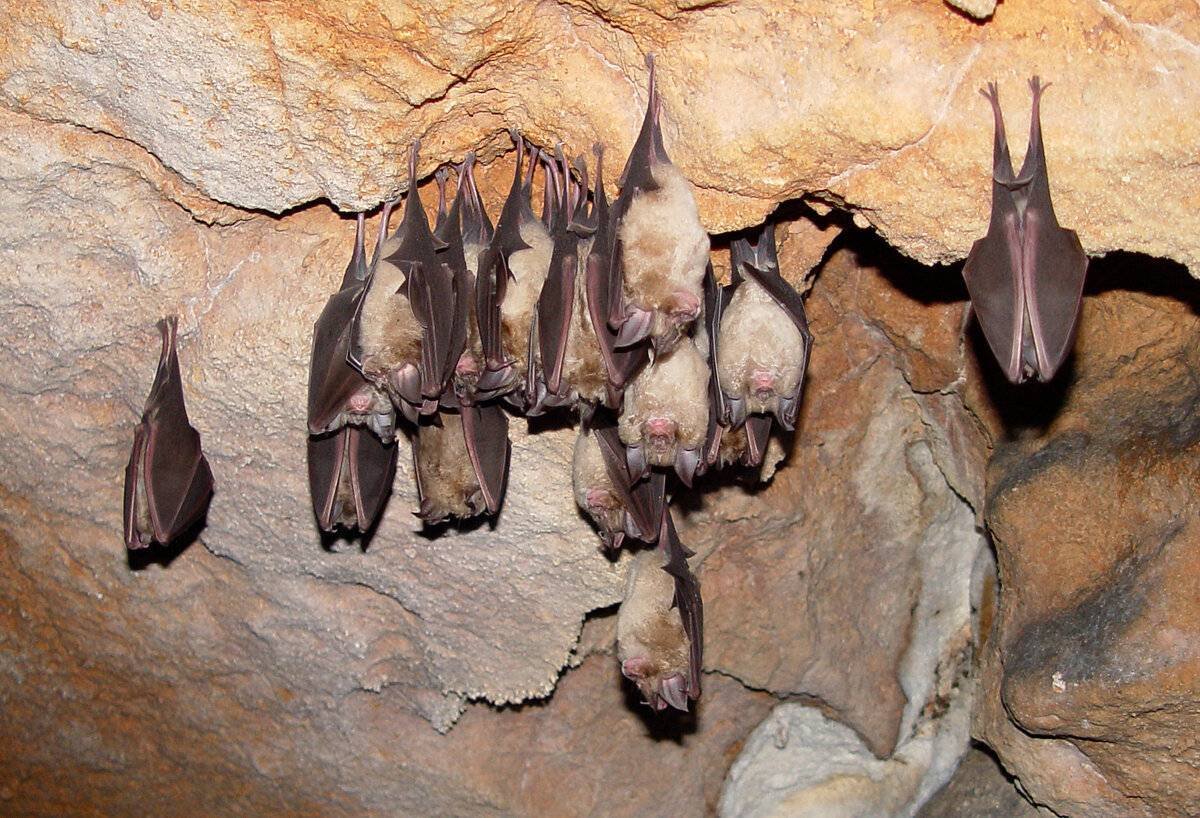 Летучие мыши в пещере