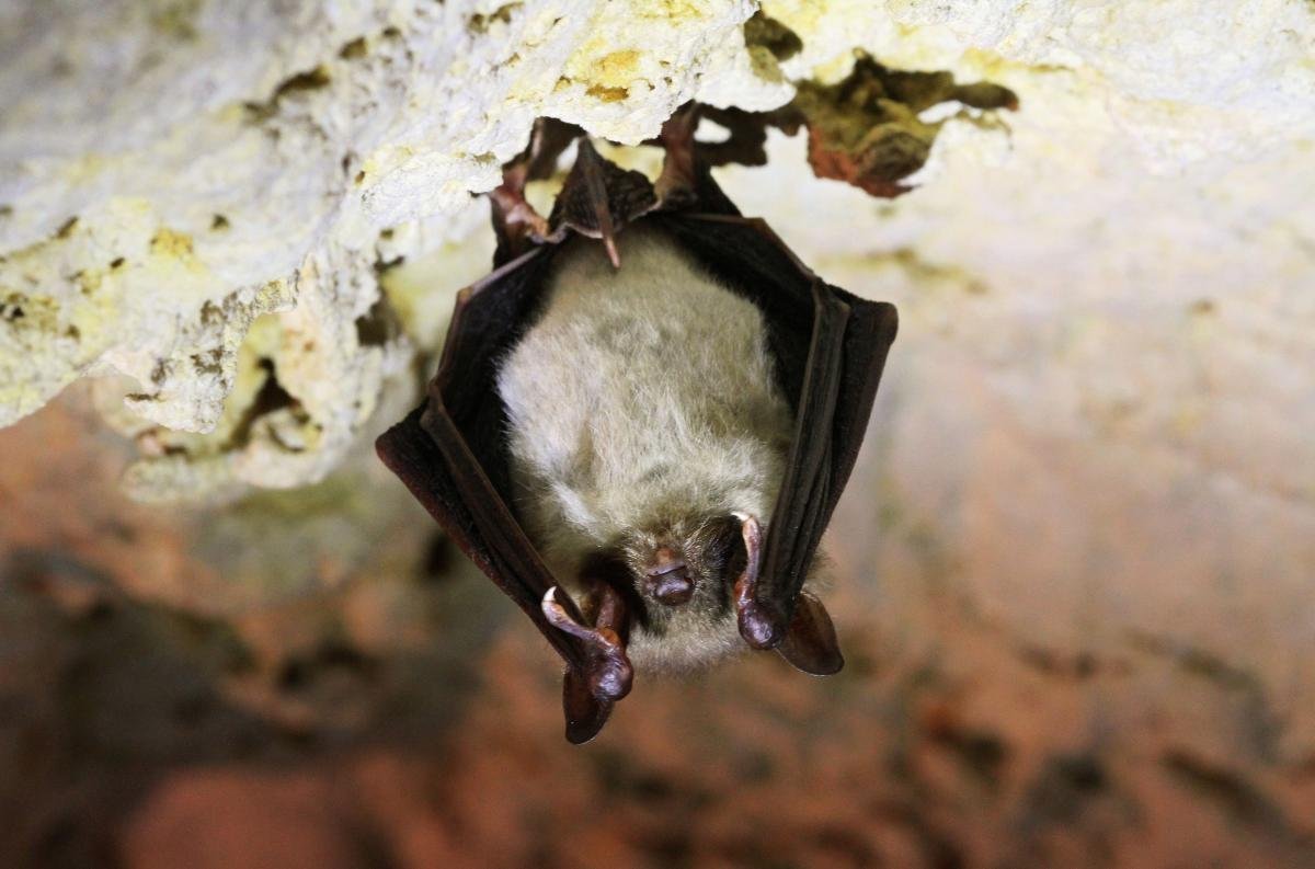 Летучая мышь ночница