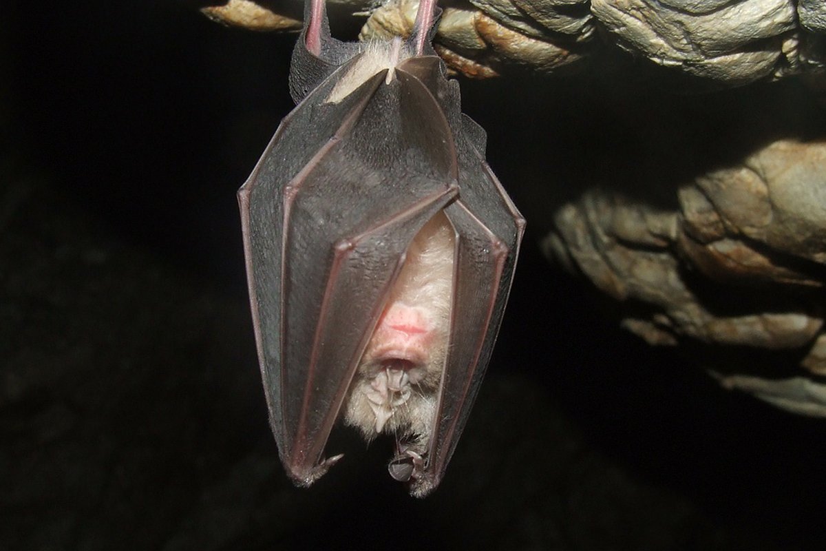 Craseonycteris thonglongyai