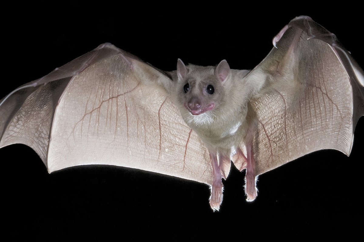 Пещера Bracken bat Cave в Техасе, США