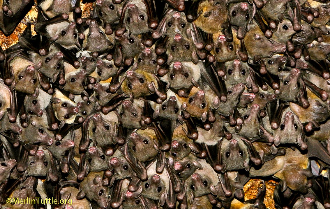 Летучая мышь