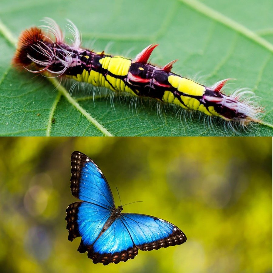 Парусник Коцебу гусеница
