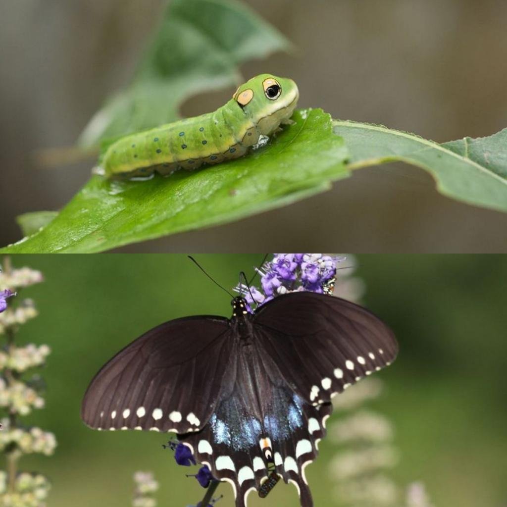 Зеленая гусеница древоточец