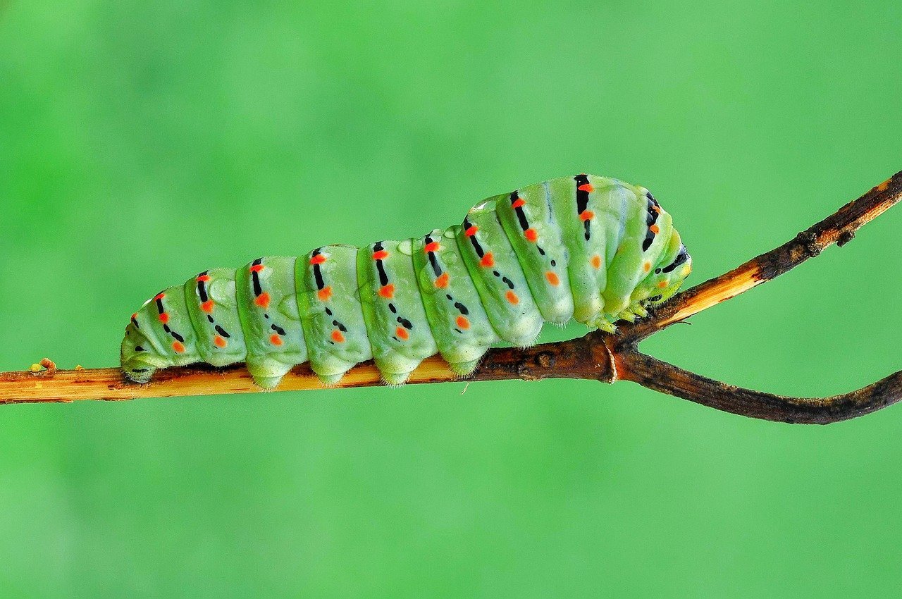 Какие гусеницы превращаются в бабочек фото