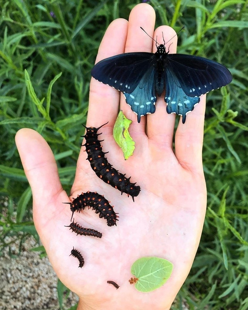 Papilio Polyxenes куколка