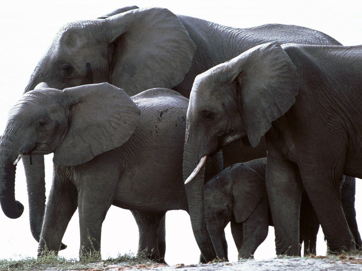 Слон на рабочий стол