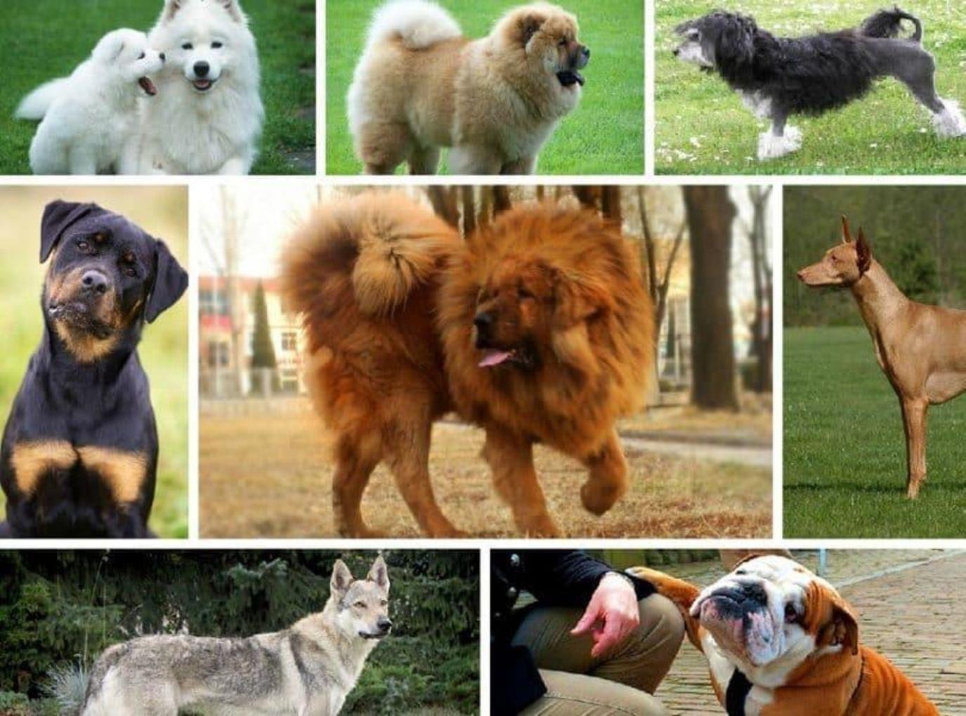 Какую породу хотите. Разные собаки. Популярные породы собак. Популярные собаки. Породистые собаки и их названия.
