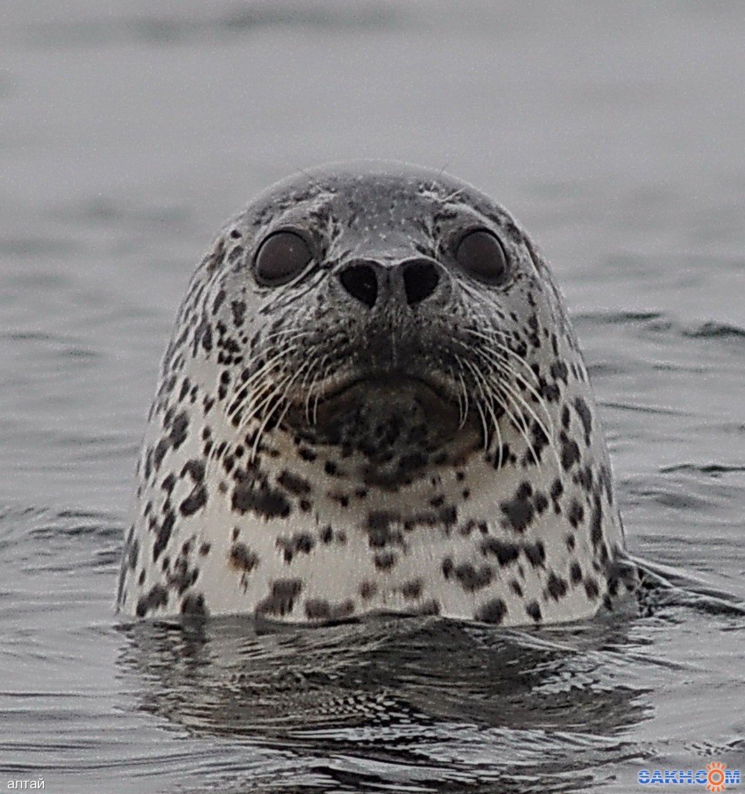 Ларга пятнистый тюлень