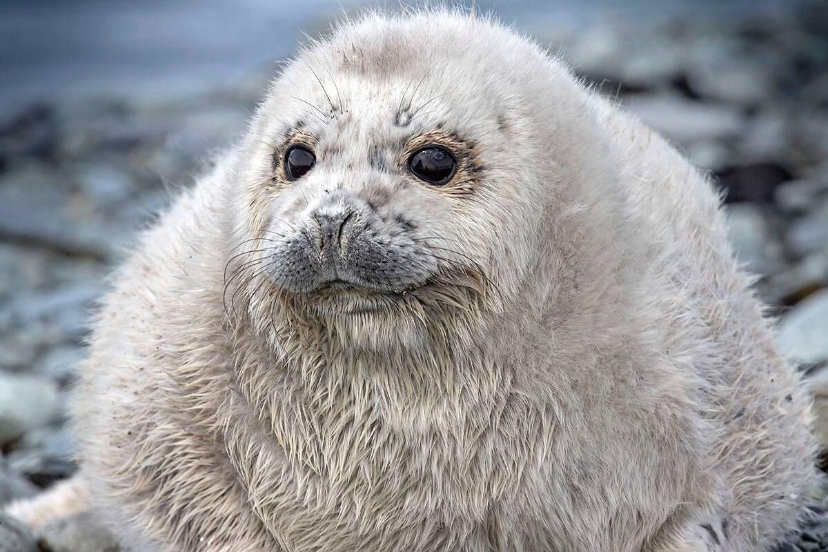 Кольчатая Нерпа детеныш