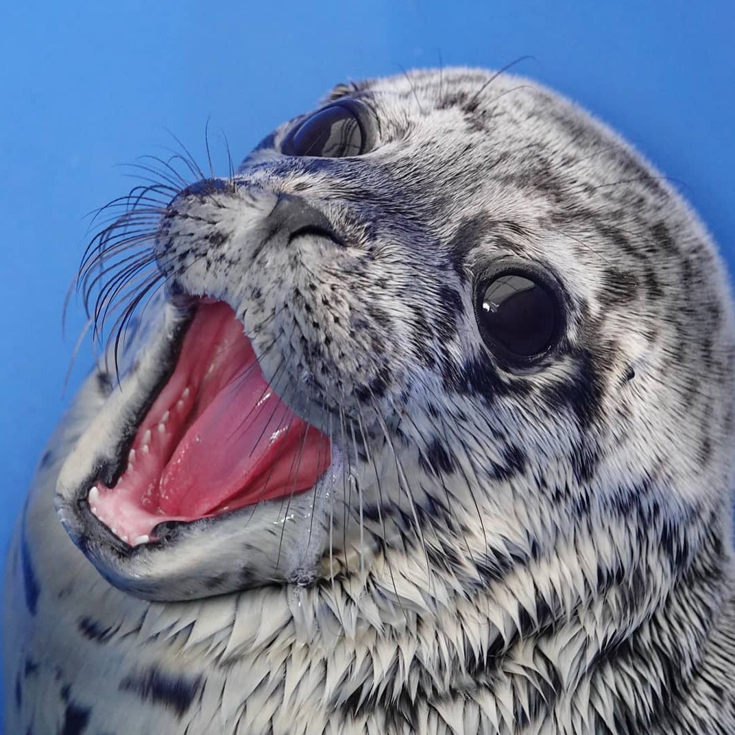 Обыкновенный тюлень (phoca vitulina)