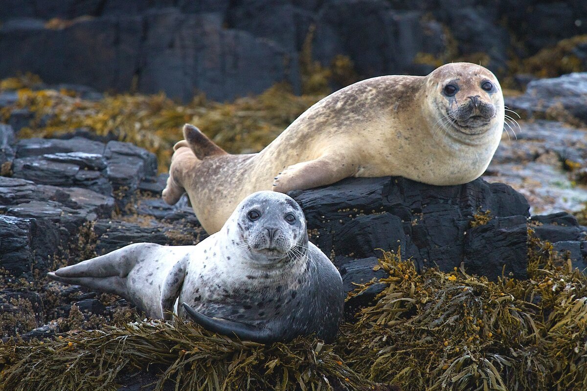 Озеро Байкал Нерпа Байкальская