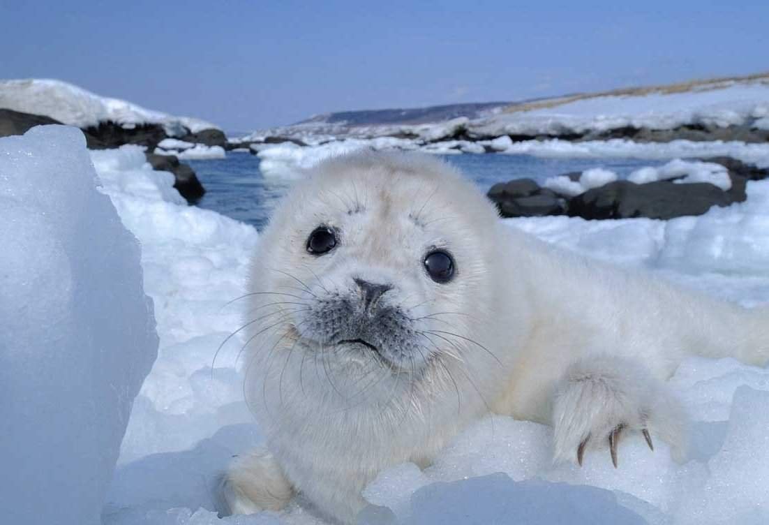 Остров Тюлений Охотское море