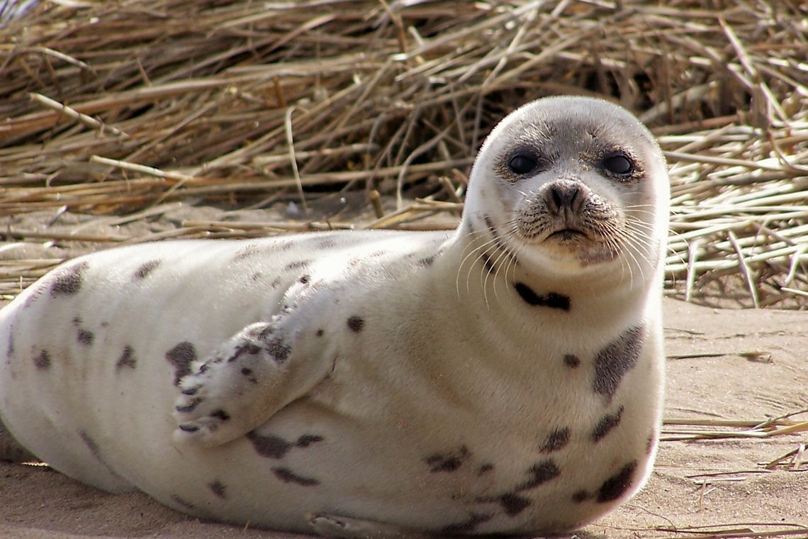 Островной тюлень АНТУР