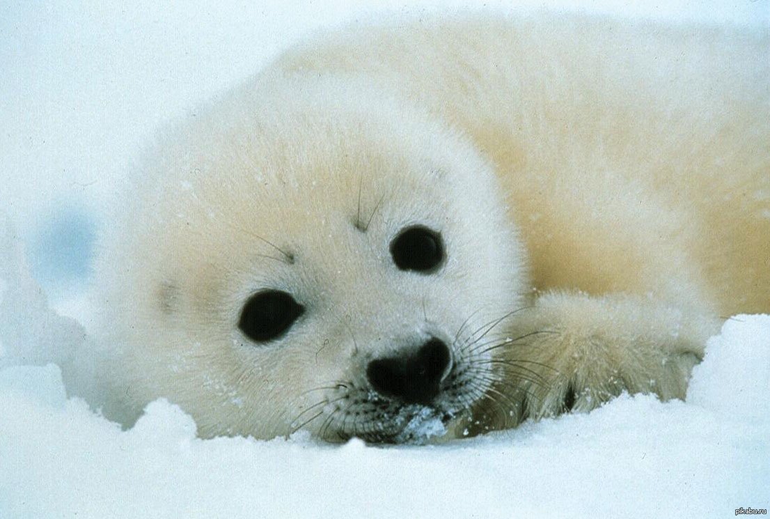 Нерпа в пестрой шубке