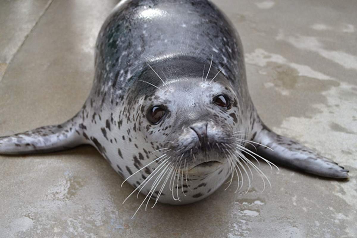 Ларга Дальневосточная Нерпа