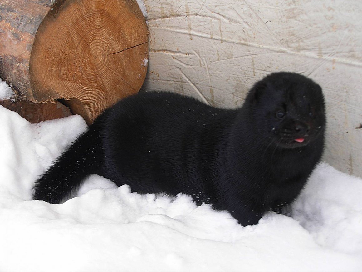Зверек с черной шкурой