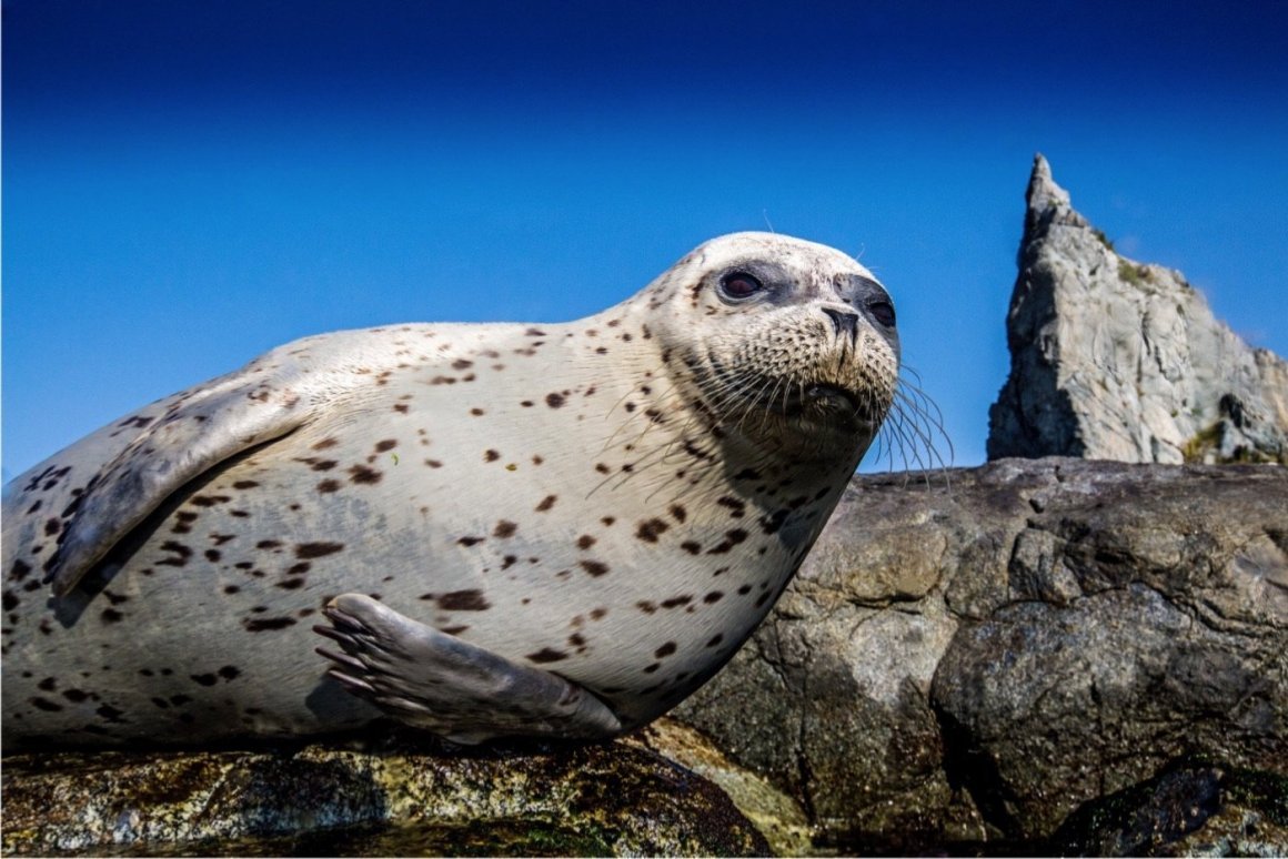 Лодка Нерпа