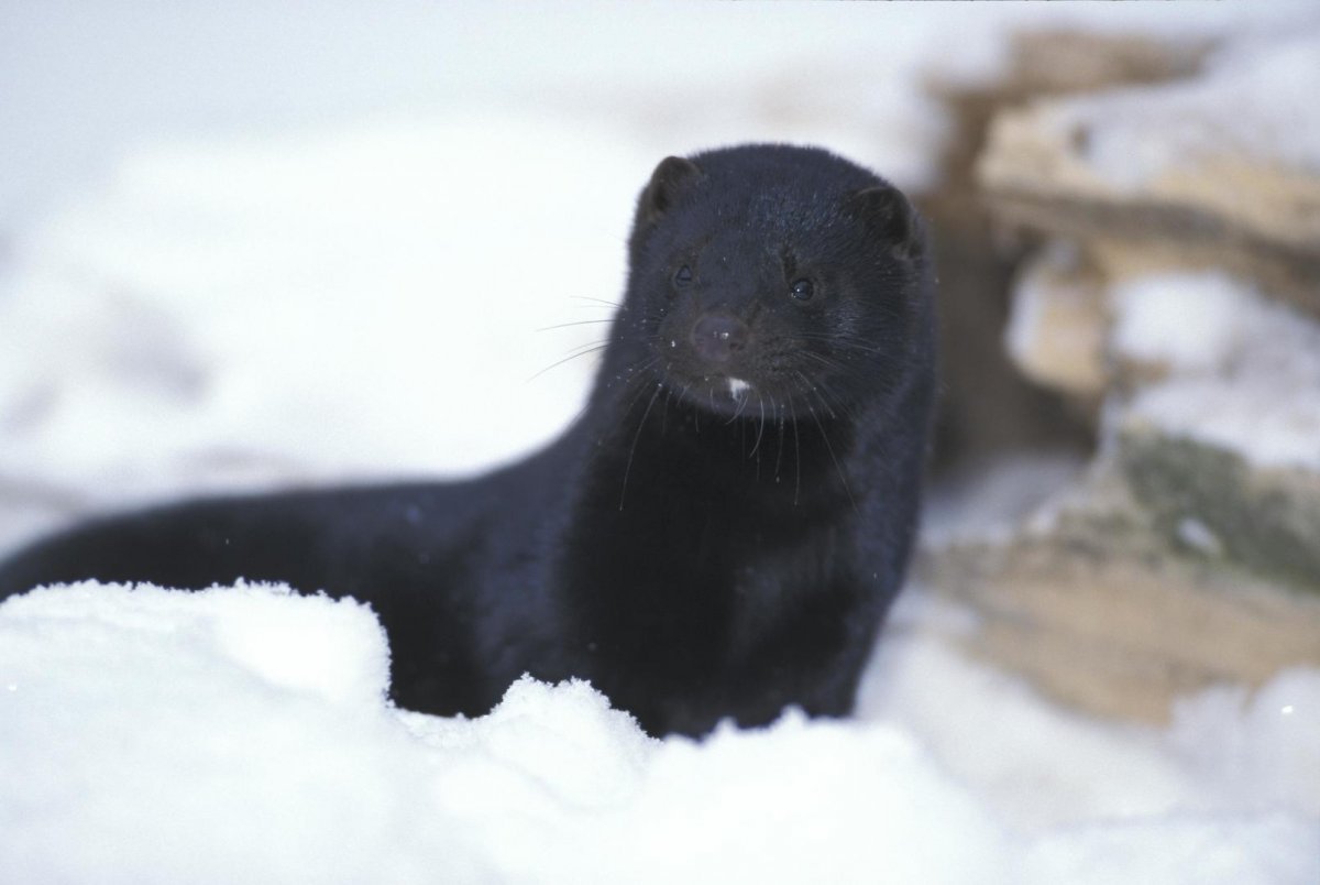 Норка зверек зимой