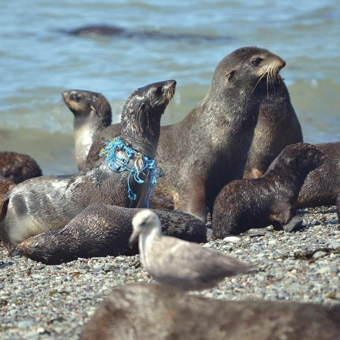 Остров Врангеля тюлени