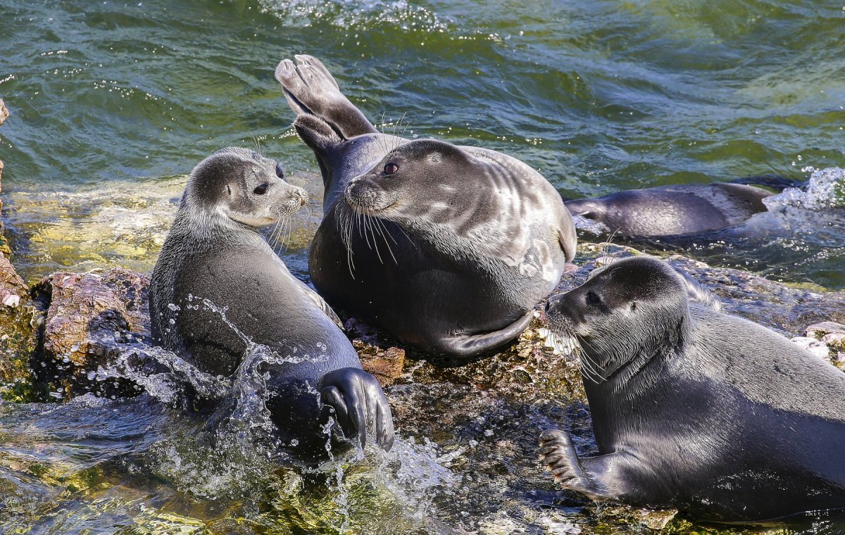 Тюлень Ларга