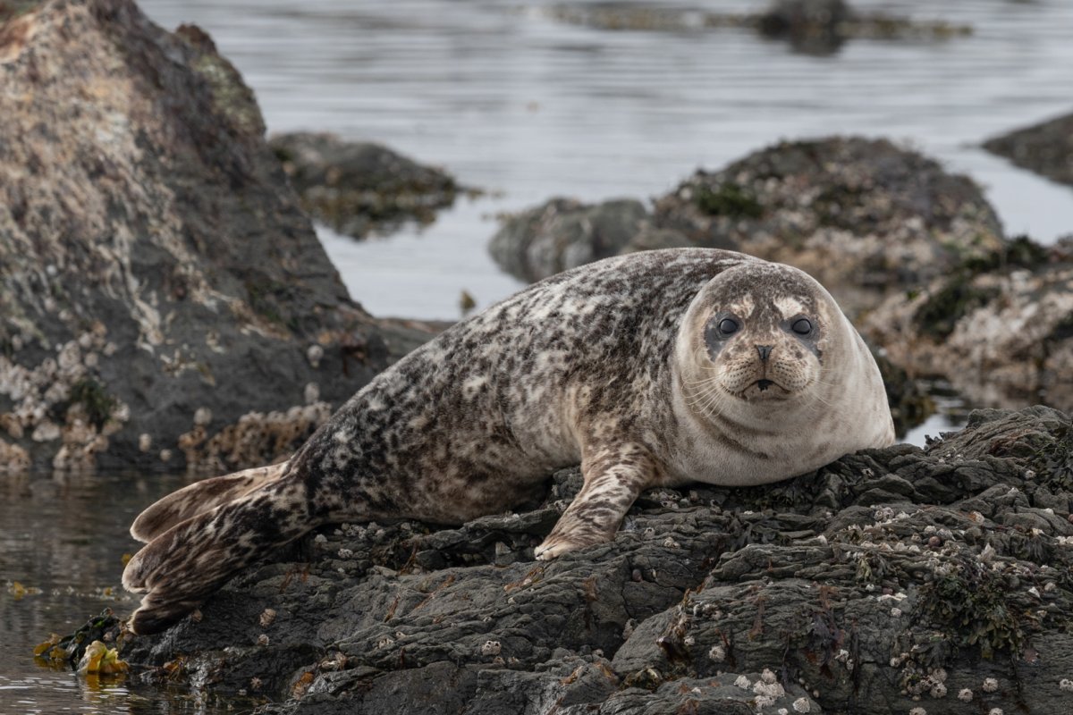 Байкальская кольчатая Нерпа