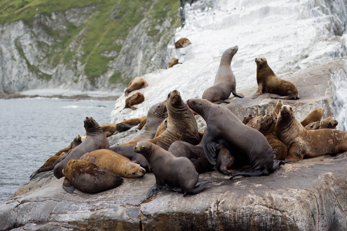 Ларга пятнистый тюлень
