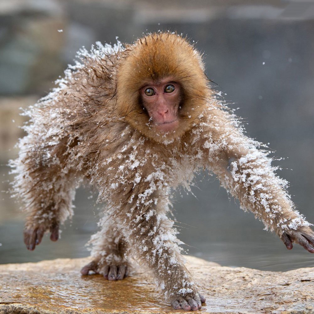 Следы обезьяны