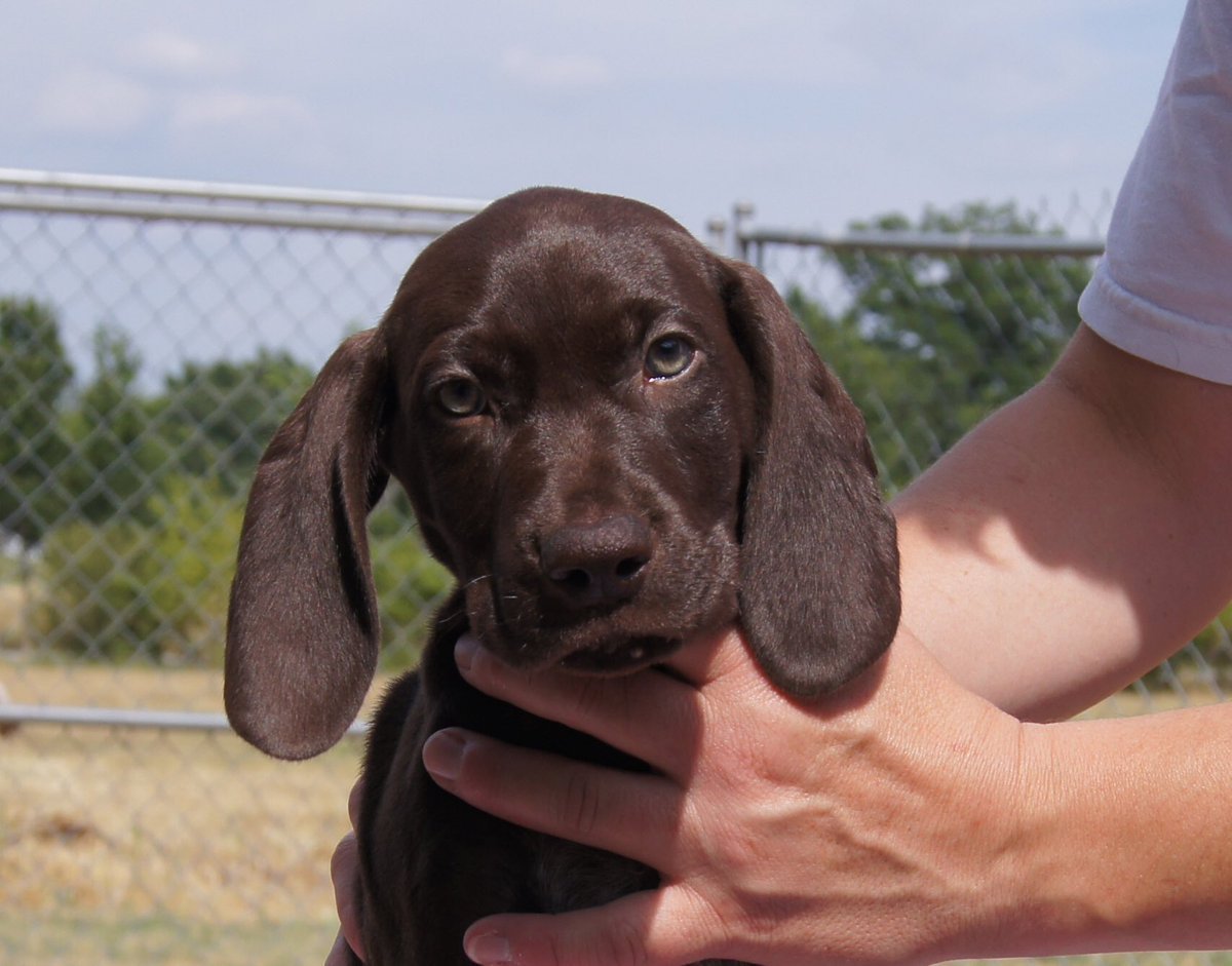 Порода Курц Харт собака