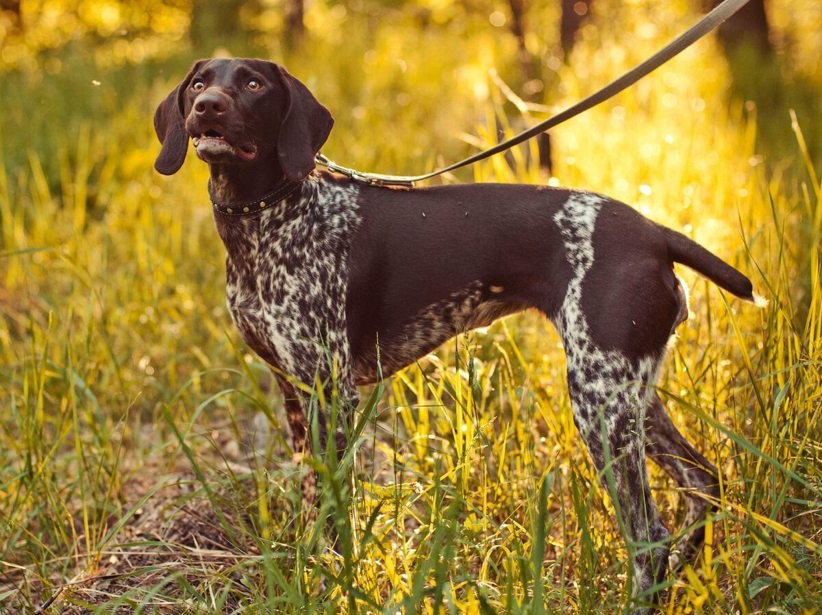 Немецкая короткошерстная легавая Курцхаар