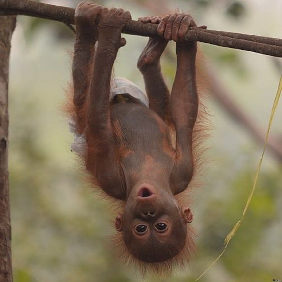 Обезьянка с длинным хвостом