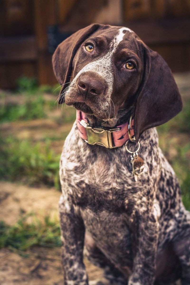 Немецкая легавая Курцхаар