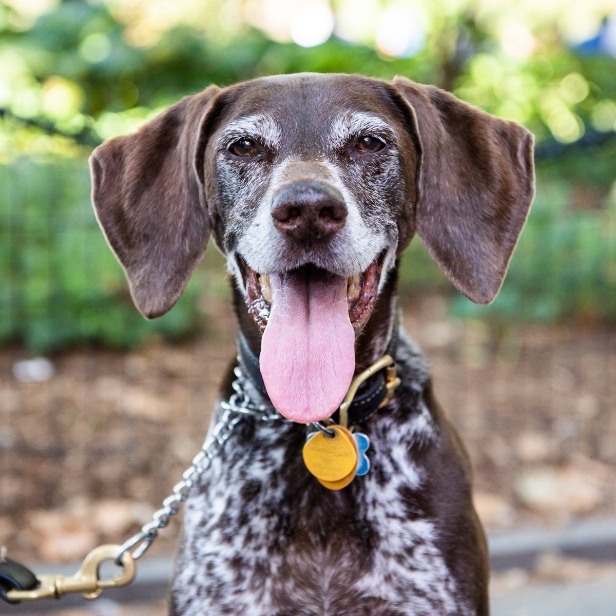 Курцхаар карликовый