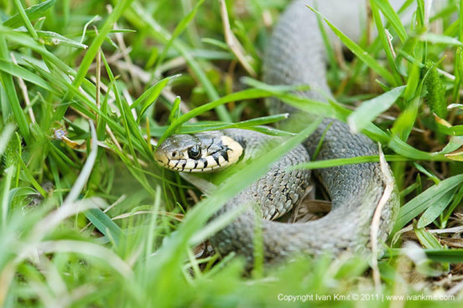Змея гадюка обыкновенная в траве