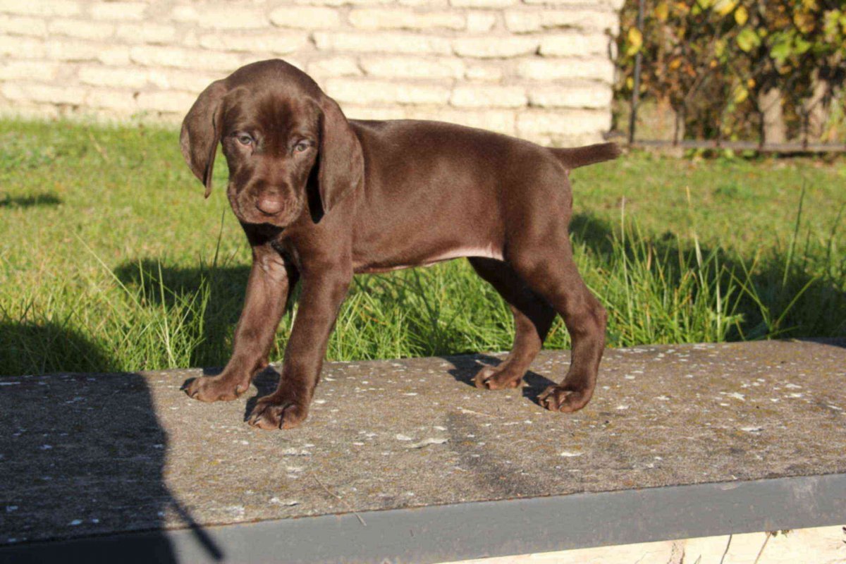 Курцхаар шоколадный