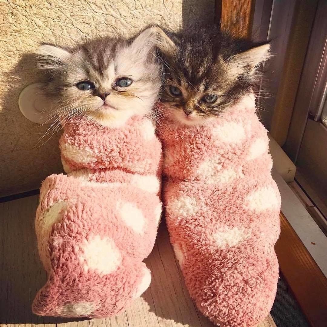 Два КРУТЫХ котика