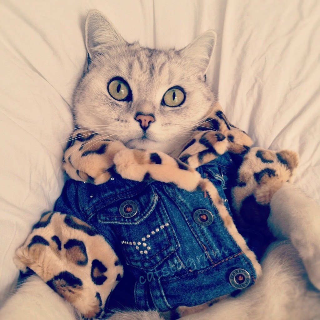 Милые котики в одежде