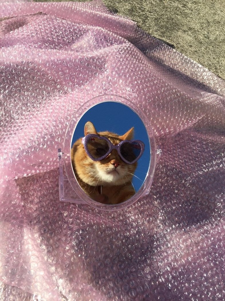 Кот в очках