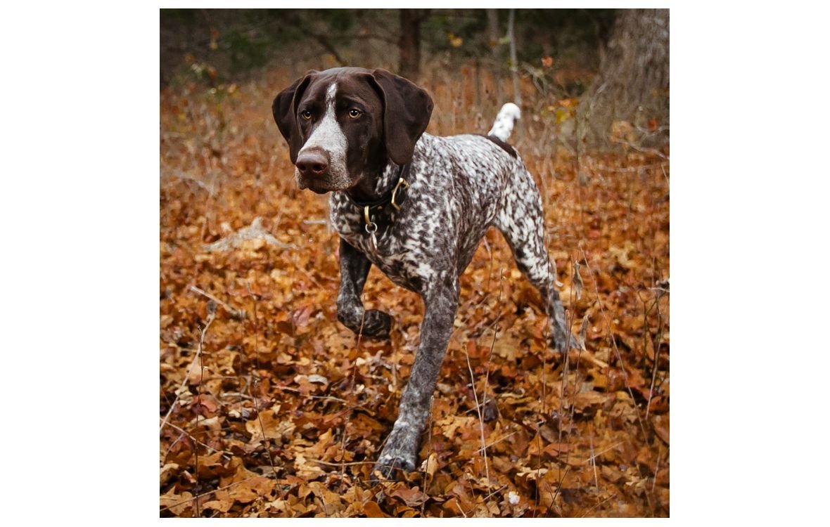 Немецкий Пойнтер Курцхаар