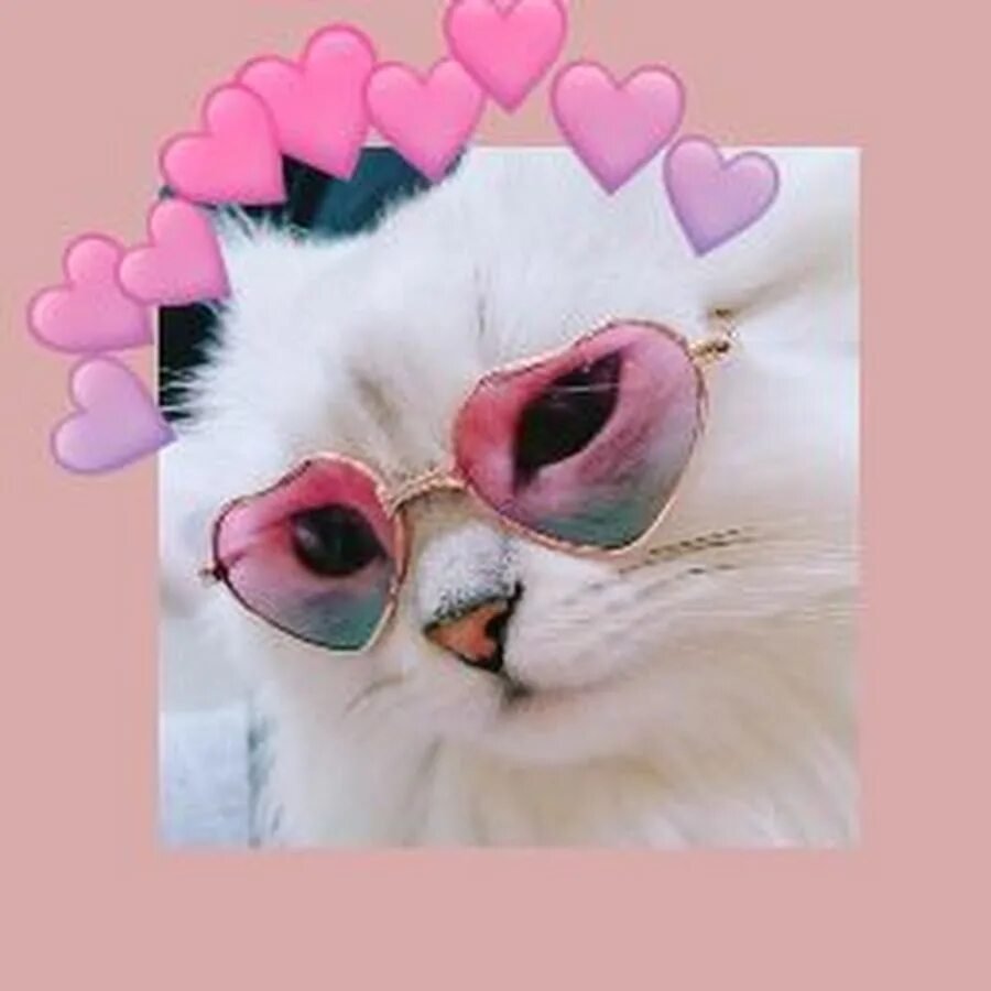 Кот в розовых очках