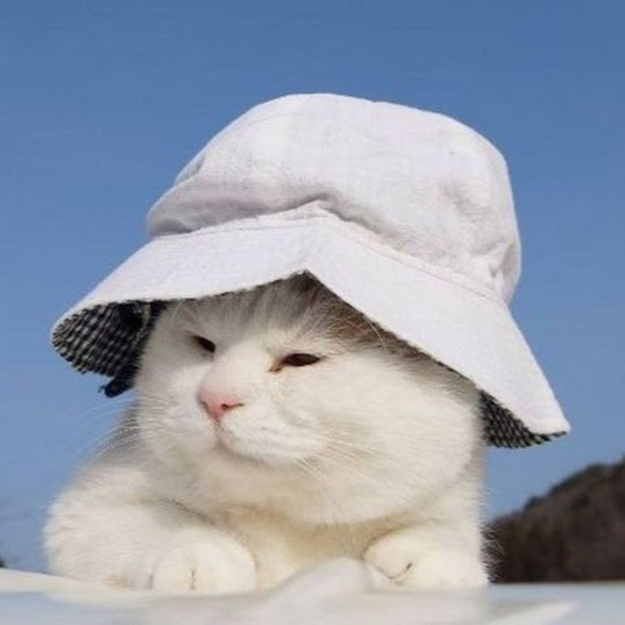 Коты в Панаме