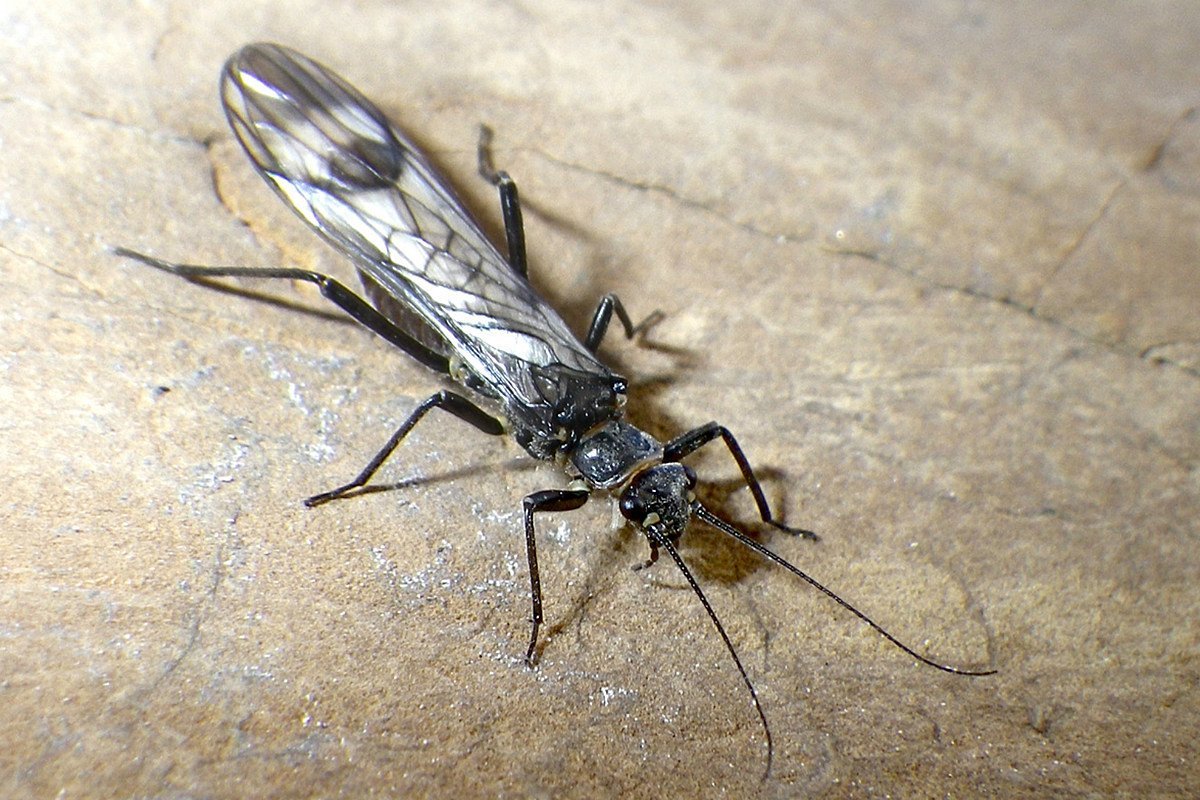 Western Glacier Stonefly