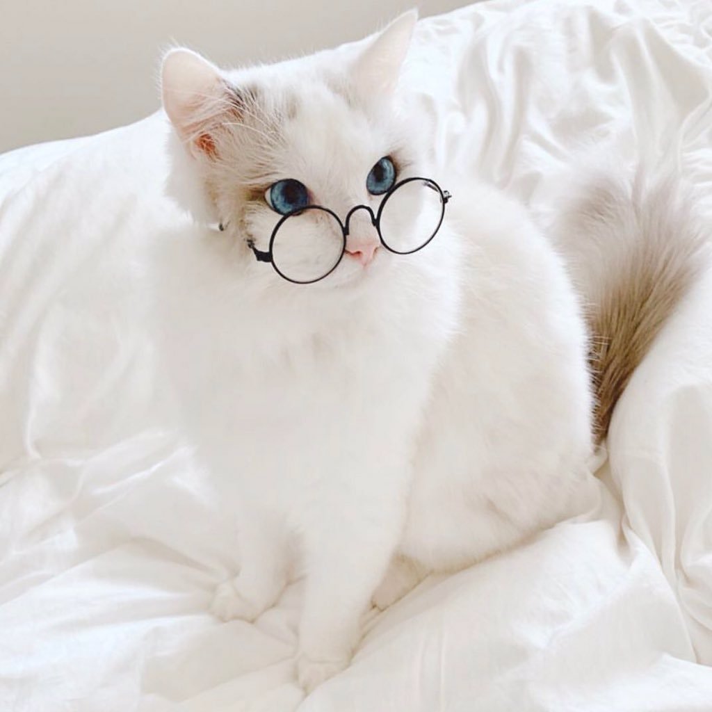 Котята Эстетика