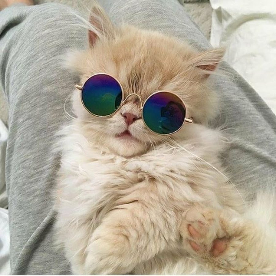 Кошечка в очках