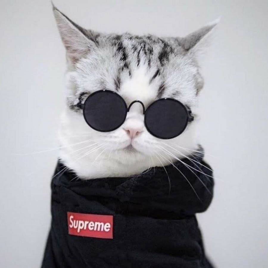 Кот в очках