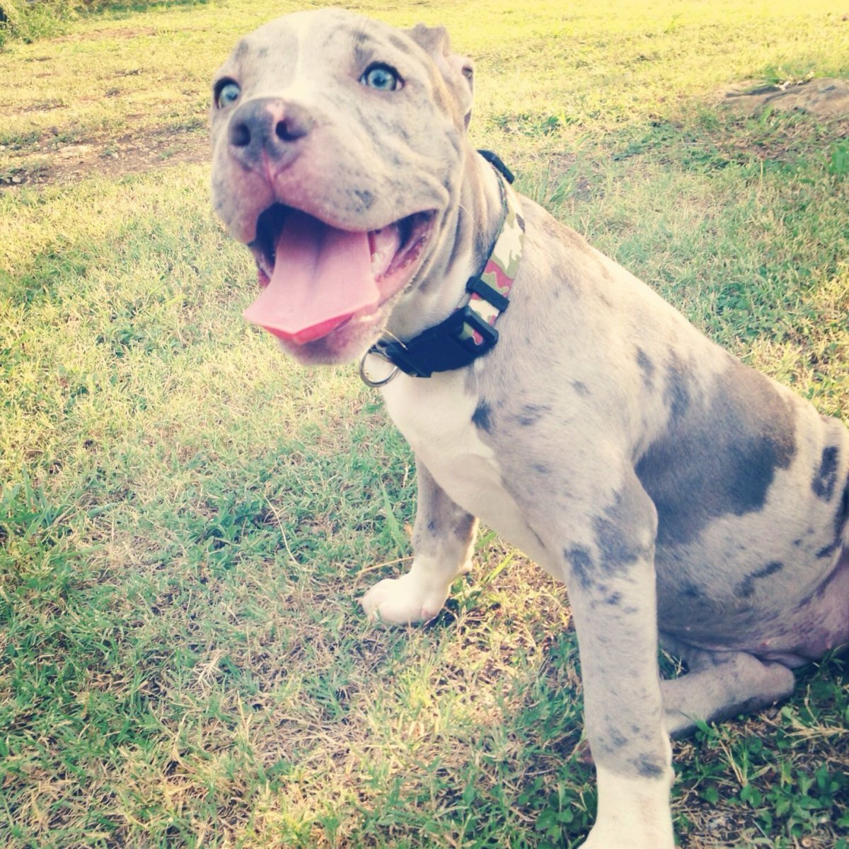 Стаффордширский терьер Мерль