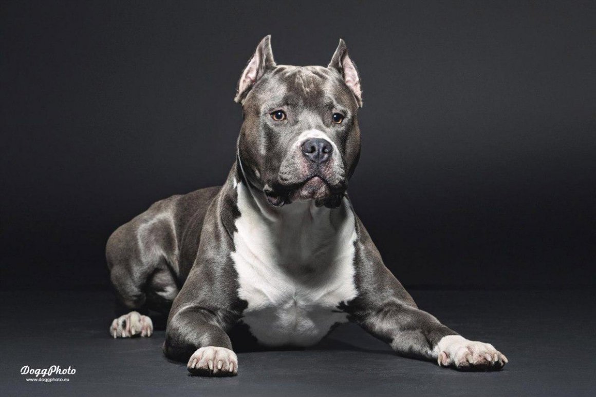 Голубоглазый стаффордширский терьер