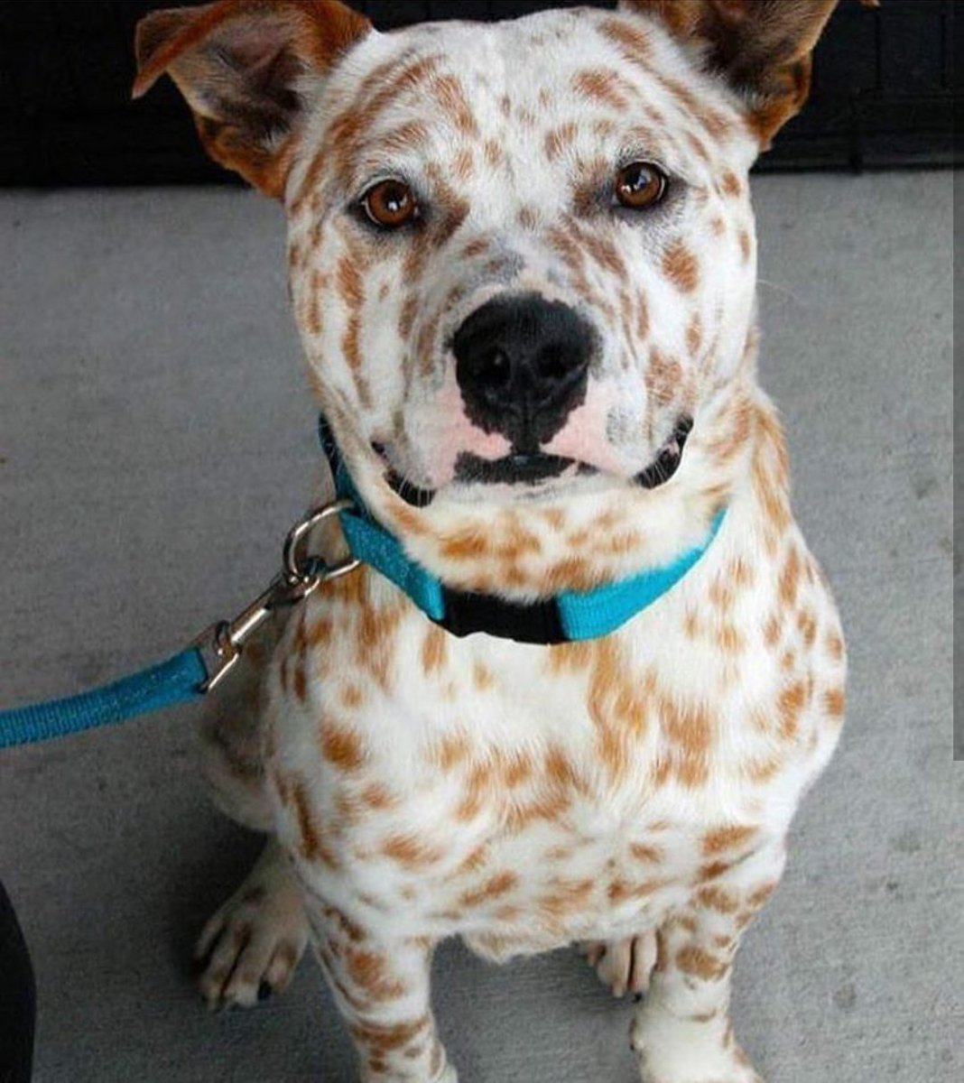 Питбуль окраса Мерль